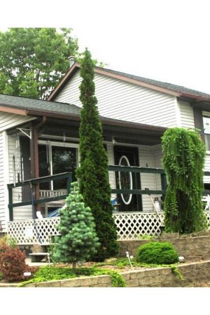 Ландшафтная туя Дегрут Спайр возле дома.